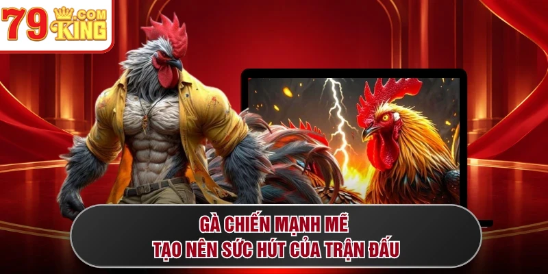 Gà chiến mạnh mẽ tạo nên sức hút của trận đấu
